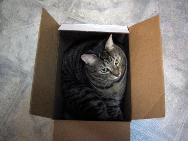 Jonas In a Box