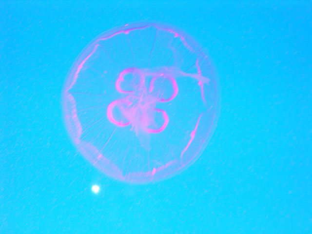 Jellyfish Under Blacklight (In Water)