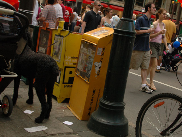 Dog and Newspapers